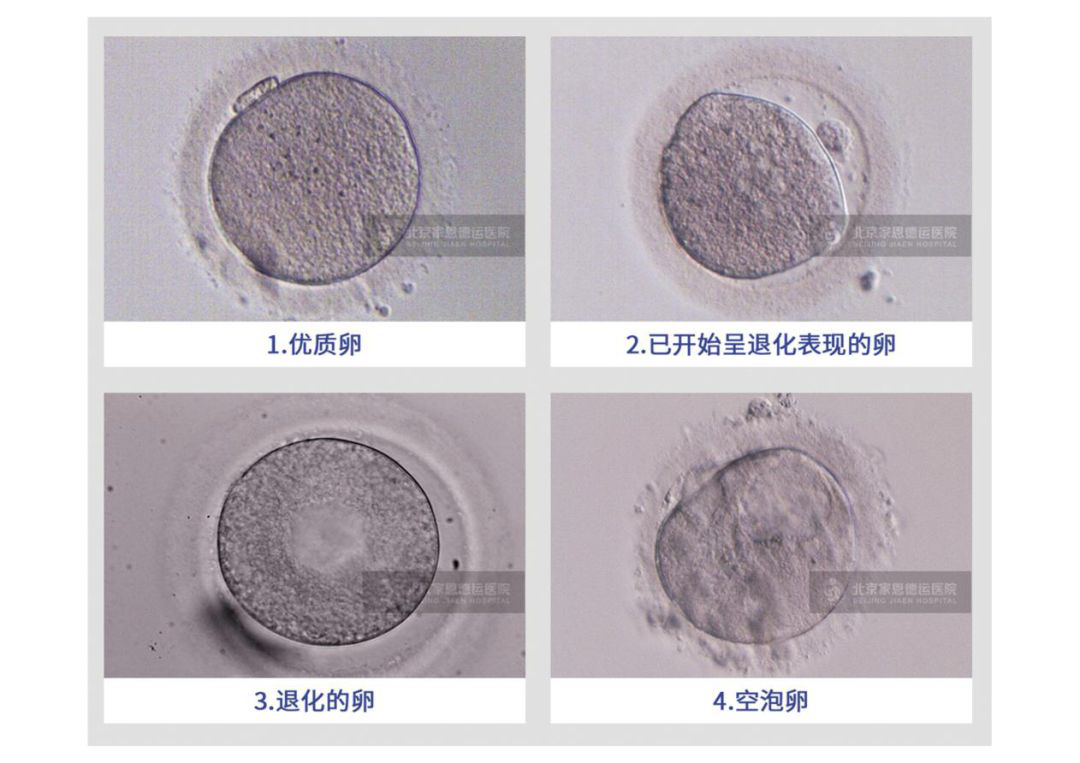 卵细胞肉眼图片
